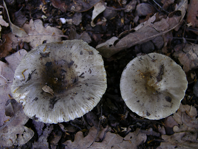 Russula insignis e Russula praetervisa a confronto.